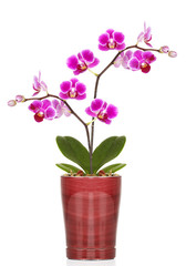 Naklejka na ściany i meble Beautiful flower orchid.