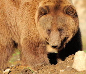 Fototapeta premium Big Brown Bear