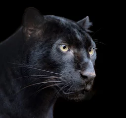 Selbstklebende Fototapete Panther Schwarzer Panther