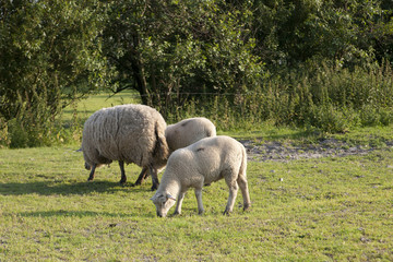Obraz na płótnie Canvas Owce na łące