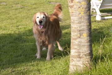Obraz premium Hund