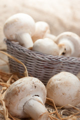 mushroom -  champignon