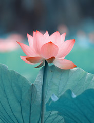 bloeiende lotusbloem