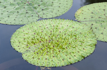 The leaf of pond lily on the water