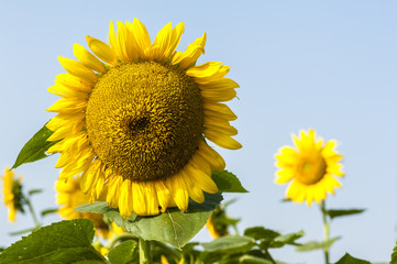 Growing sunflowers under the sunshine