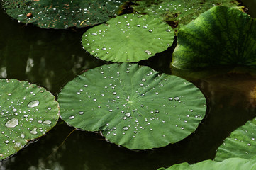 Dew on the leaves of lotus