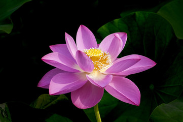 Blooming pink lotus
