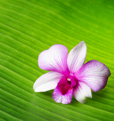 Orchid flower lies on green leaf