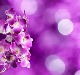 Fototapeta na wymiar Purple and white orchid flowers on purple background