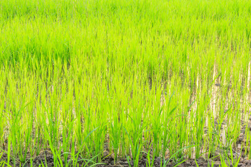 Obraz premium rice field