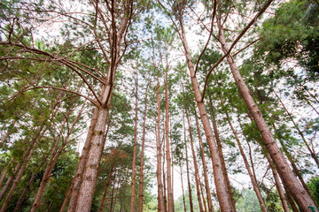 Fototapeta premium Tree canopy