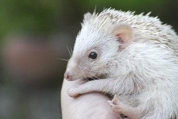 african pygmy hedgehog