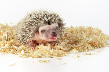 african pygmy hedgehog