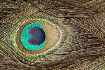 Fototapeta premium feather close up