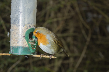 red robin_2