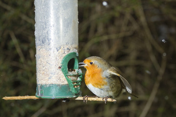 robin_3