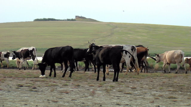 Herd of cattle in the wild ...