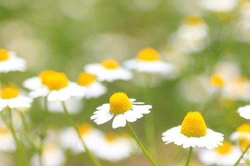 カモミール　chamomile