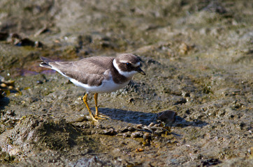 Ringed Plover