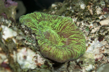 Detail of Trachyphyllia coral