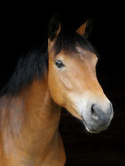 Obraz premium Pony Head Shot