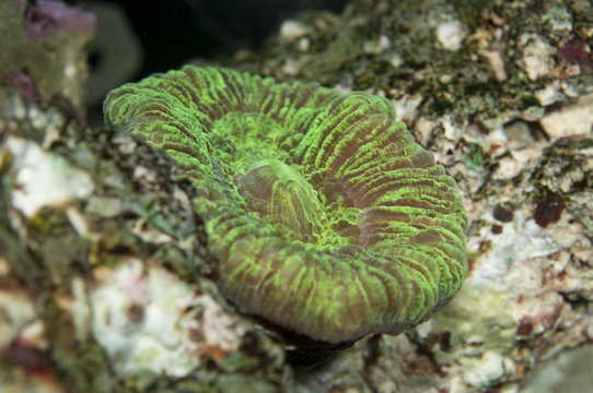 Detail of Trachyphyllia coral