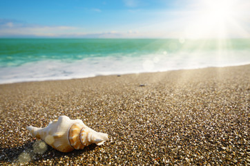 Shell