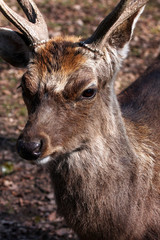 Obraz premium Deer Buck