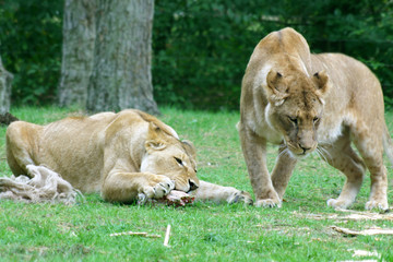 Fototapeta premium Young lions