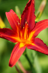 Lily red