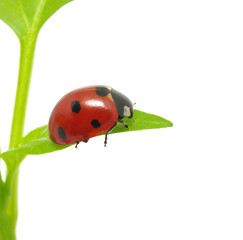 ladybug