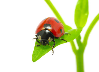 ladybug