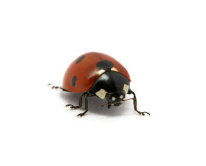 Ladybug