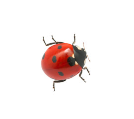 Ladybug