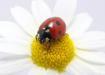 ladybug on a flower