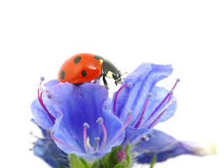 ladybug on a flower