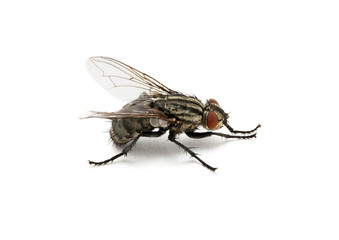 macro of  fly