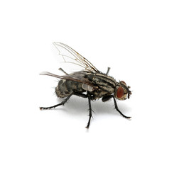 macro of  fly
