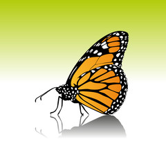 Schmetterling