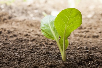 vegetables growing out of soil