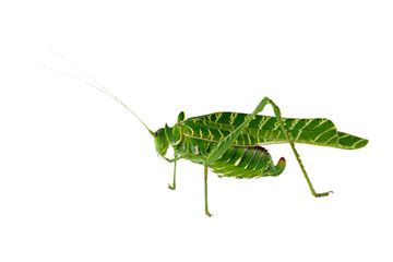 African katydid (Terpnistria zebrata) isolated on white