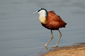 African Jacana (Actophilornis africana), Kruger National Park