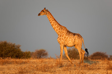 Etosha giraffe in late afternoon light