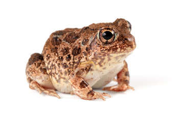 Obraz premium African sand frog (Tomopterna cryptotis) on white