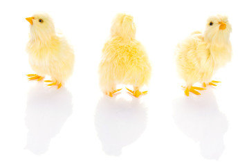 Cute little baby chicks over white background