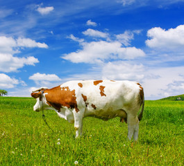 Fototapeta na wymiar Krowa na zielonym polu