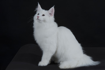 Obraz premium gatto bianco 3