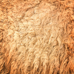 camel wool