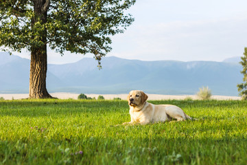 Fototapeta premium The golden retriever lies under tree