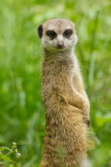 Erdmännchen (Suricata suricatta)